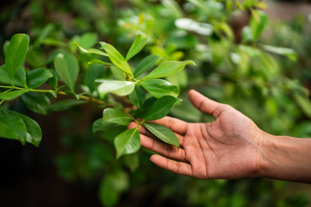 How Our Tree Care Process Works  in  Piney Point Village, TX