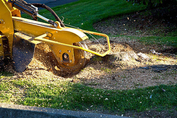 Best Utility Line Clearance  in Piney Point Village, TX